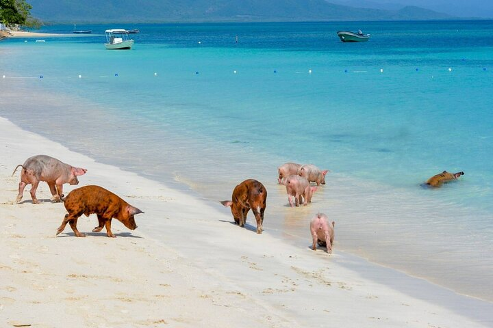 Paradise and Pigs Full Day Excursion from Puerto Plata with Lunch - Photo 1 of 5